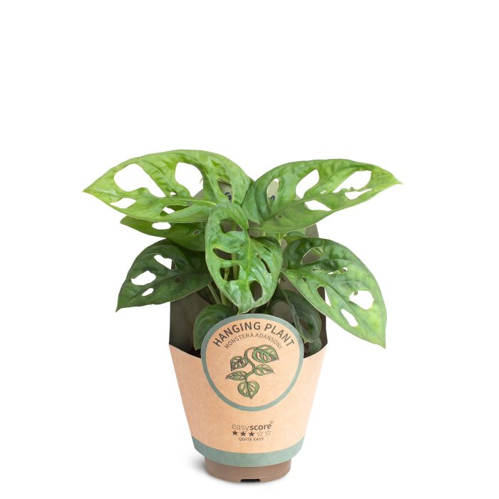 Monstera 'adansonii', D 9