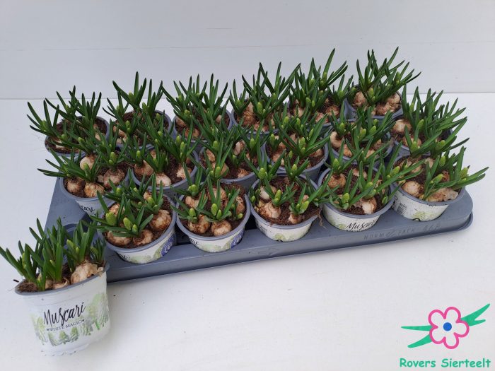 muscari white magic, D 9