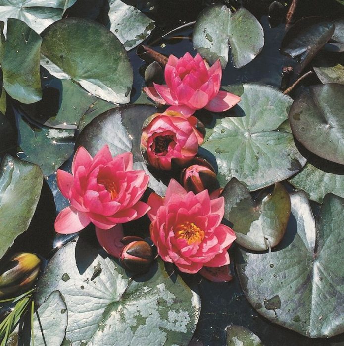 Nymphaea James Brydon, D 11