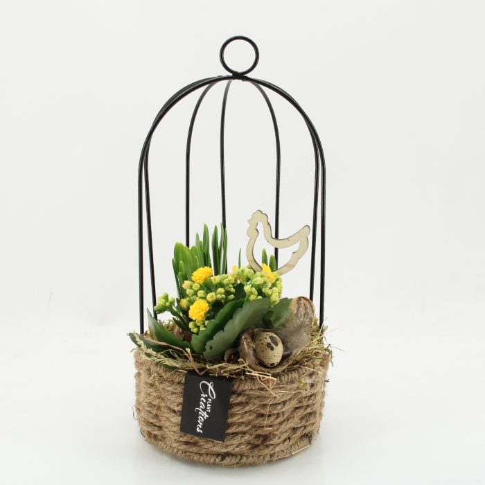 PNCR-2604 Paas narcis creatie, D 16