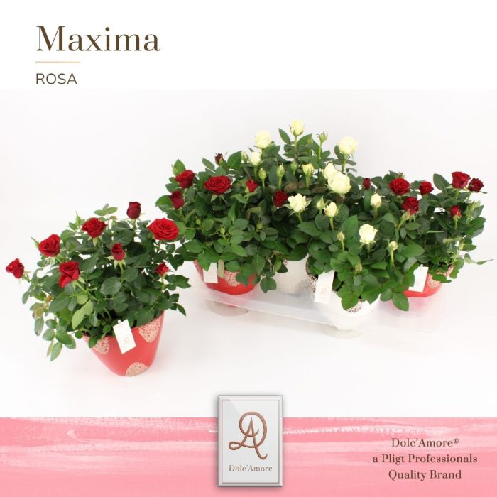 Potroos Roma Mix P14 Dolc'Amore® in Rustique Keramiek, D 14