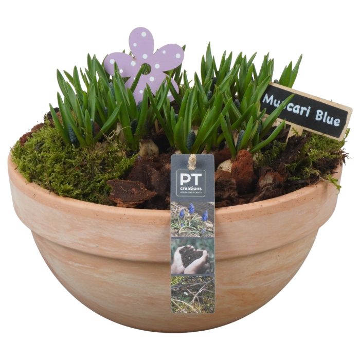 PTMB6262 Arrangement Muscari Blue in terracotta schaal, D 26