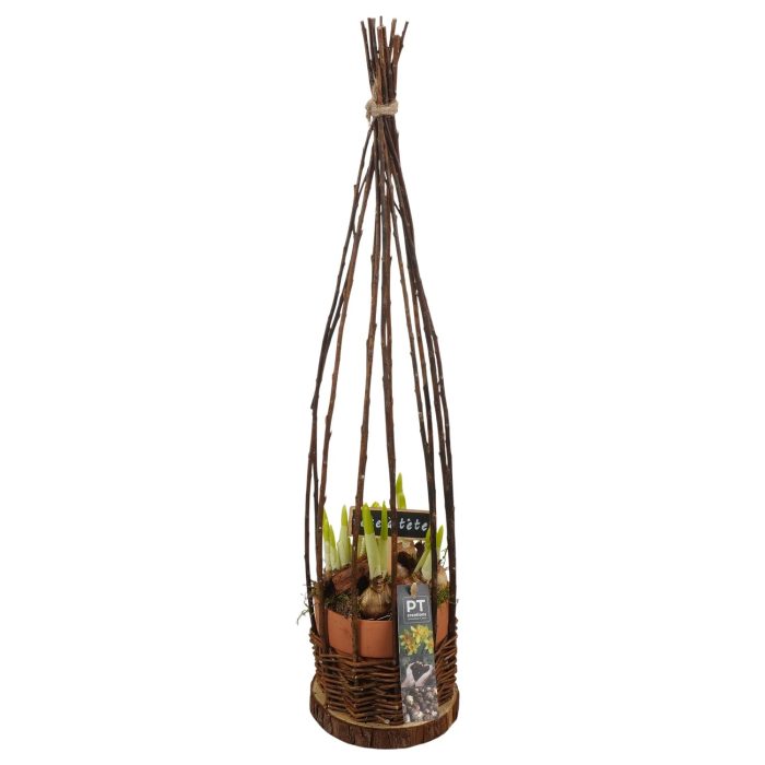 PTN8755 Arrangement Narcissus in rieten pot, D 13