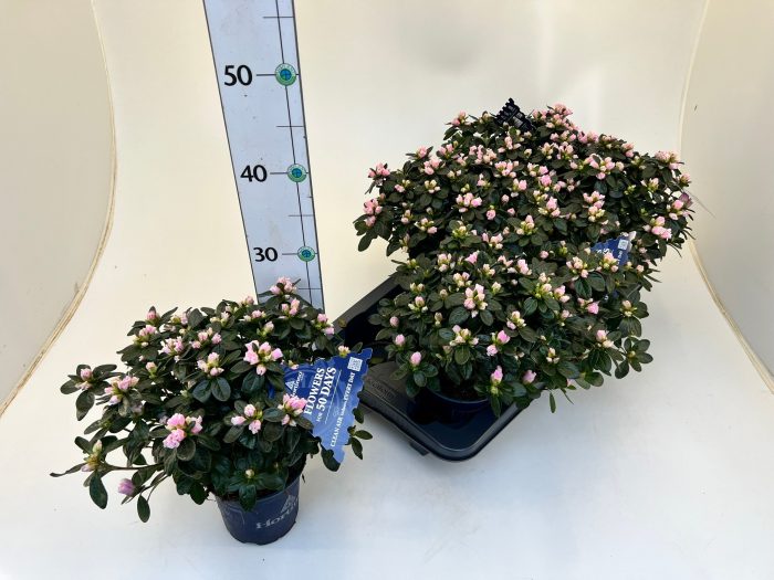 Rhododendron simsii T13 Hortinno 'Bicolor', D 13