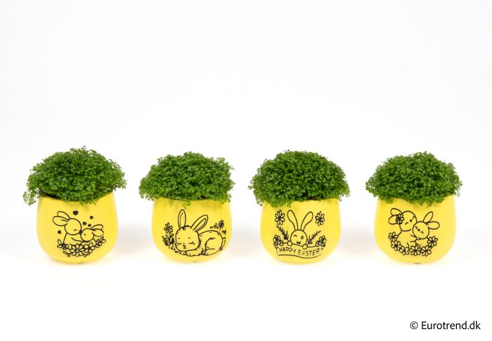 Sellaginella in Easter ceramic 2026, D 6