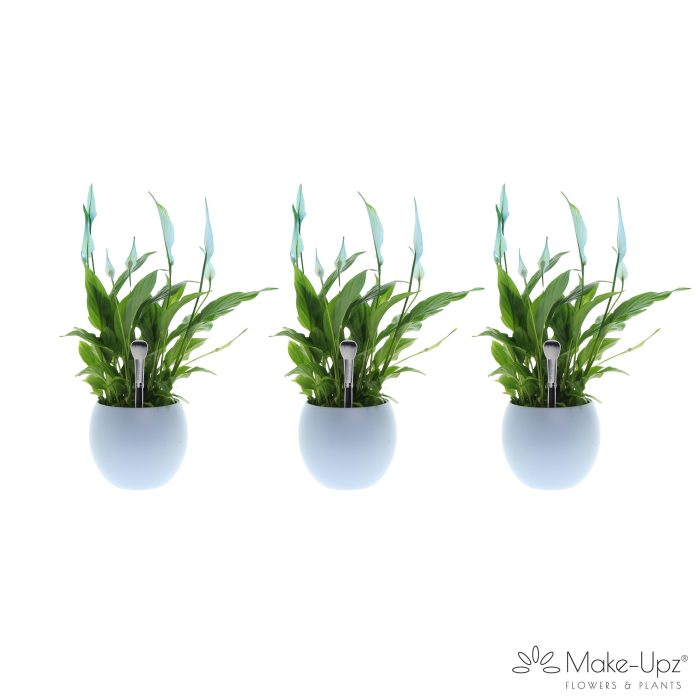 Spathiphyllum 13 cm Bellini Make Upz - Bolpot Blauw, D 13