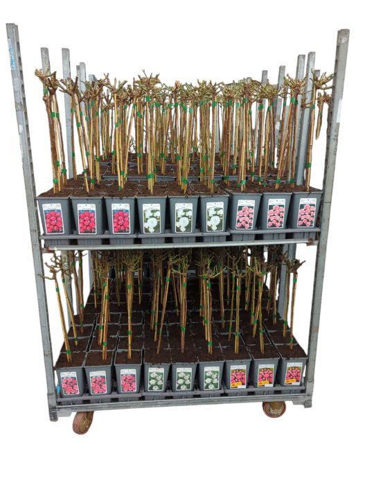 Stamrozen Zepeti® (multiflora), D 13