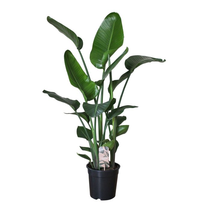 Strelitzia Nicolai 3pp 140cm, D 24