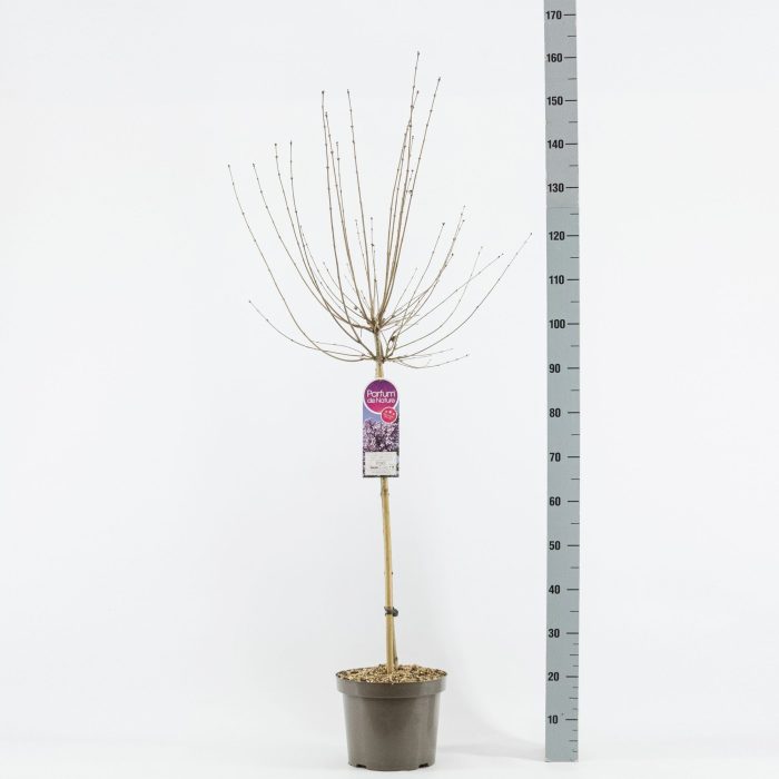Syringa Josée, stam 70, 2-jarig, C7,5, D 26