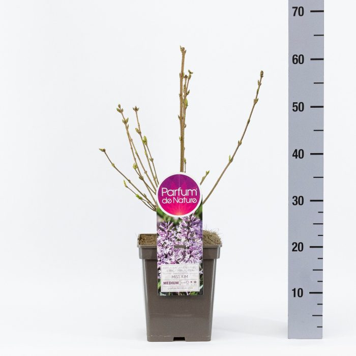 Syringa patula 'Miss Kim', C5, D 23