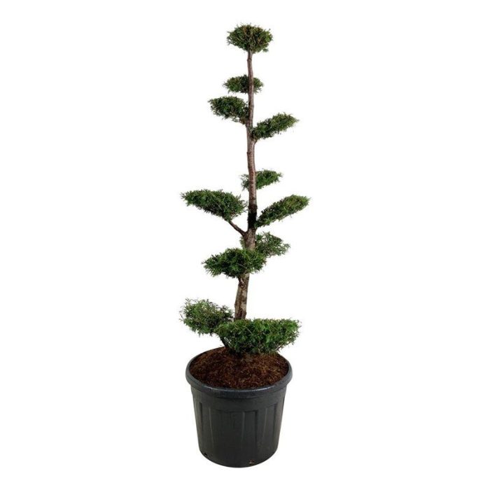 Thuja occ. 'Brabant', D 60