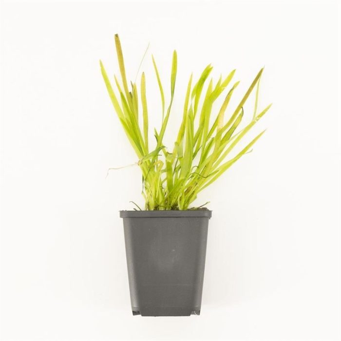 Vallisneria spiralis p9 in beker, D 9