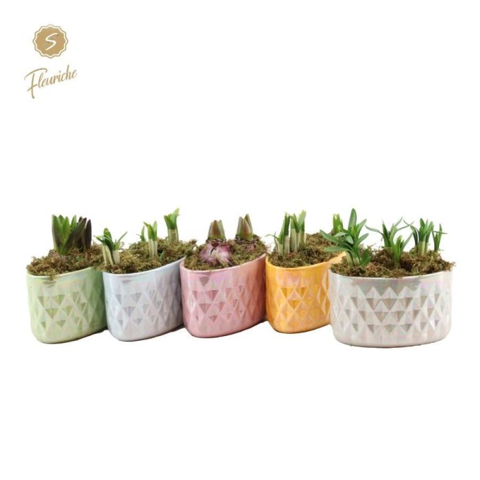 (2502) Narcissus Pearl Glazed Pots Mos, D 12