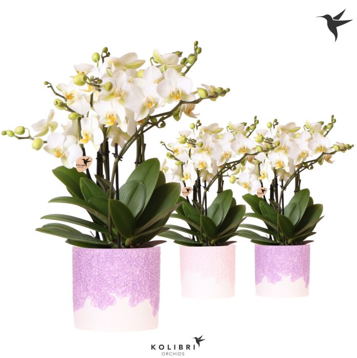 Kolibri Orchids Phalaenopsis Blossom Lausanne 6 spike in Bloom pot lila mix, D 12