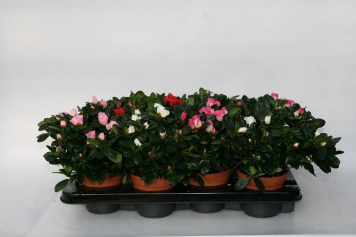 016 : P12 Azalea gemengde soorten, D 12