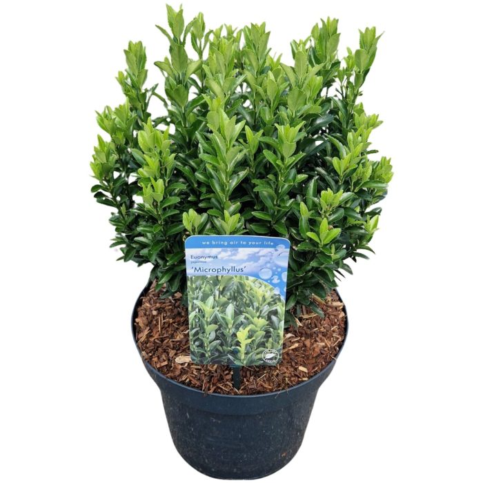 Euonymus jap. 'Microphyllus, D 26