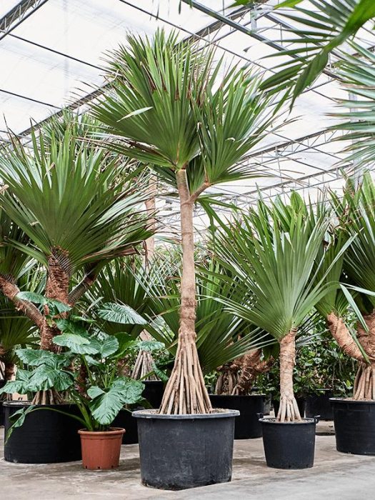 Pandanus utilis, D 110