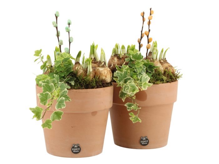 11671: Outdoor spring arrangement, D 17