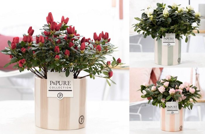 1st class Azalea mix in P&PURE Eline 2 ceramics ass. 3, D 12