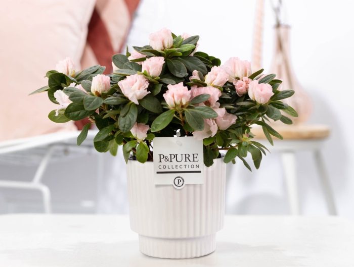 1st class Azalea pink in P&PURE Ivy ceramics shiny white, D 12