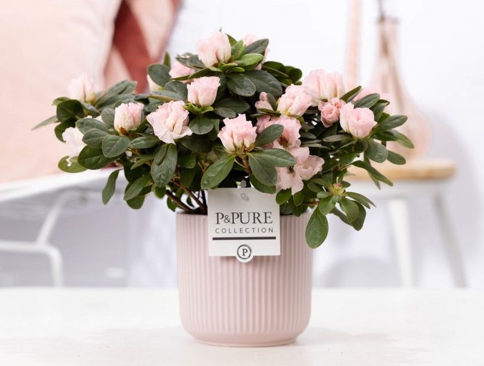 1st class Azalea pink in P&PURE Sophie ceramics pink, D 12