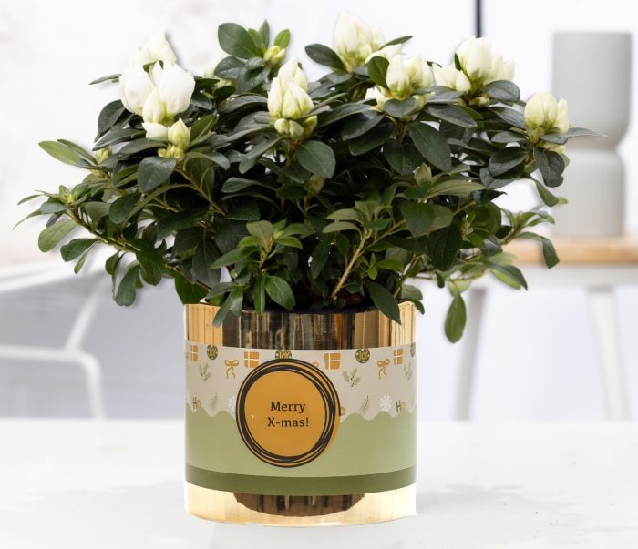1st class Azalea white in P&PURE ceramics gold + XMAS sleeve, D 12