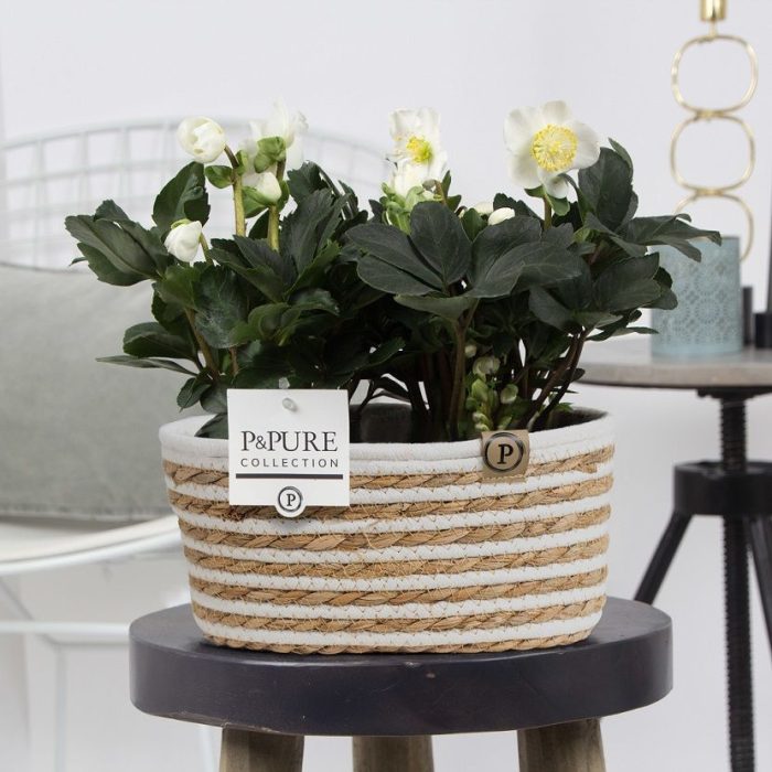 1st class Helleborus "Xmas C." (x2) in P&PURE Fieldbasket, D 12