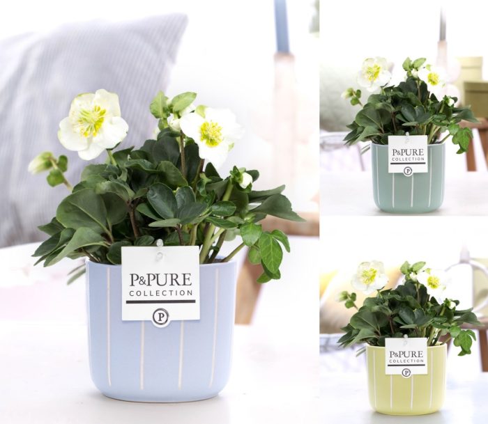 1st class Helleborus "Xmas C." in P&PURE Fleur ceramics ass. 3, D 12