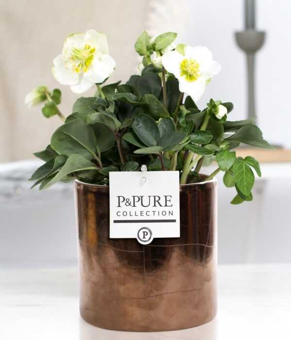 1st classHelleborus "Xmas C." in P&PURE Juliette cer. goldbronze, D 12