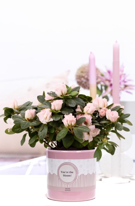 1st clss Azalea pink in P&P cadeau concept: YOU'RE THE BLOOM!, D 12