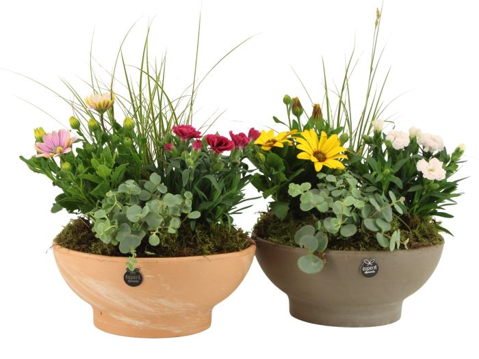 31699: Outdoor summer arrangement, D 23