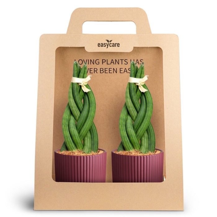 2-Pack Nordic Aubergine, Braid, D 10