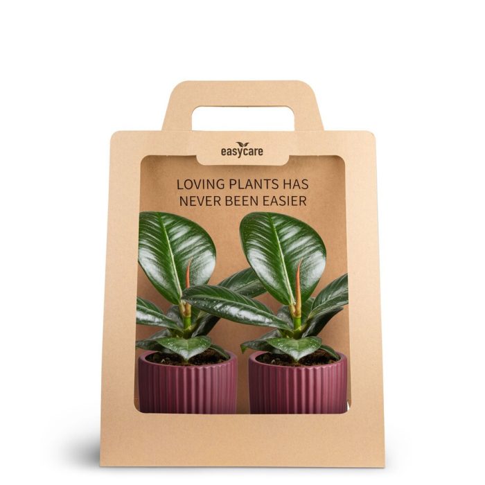 2-Pack Nordic Aubergine, Ficus Sofia, D 7