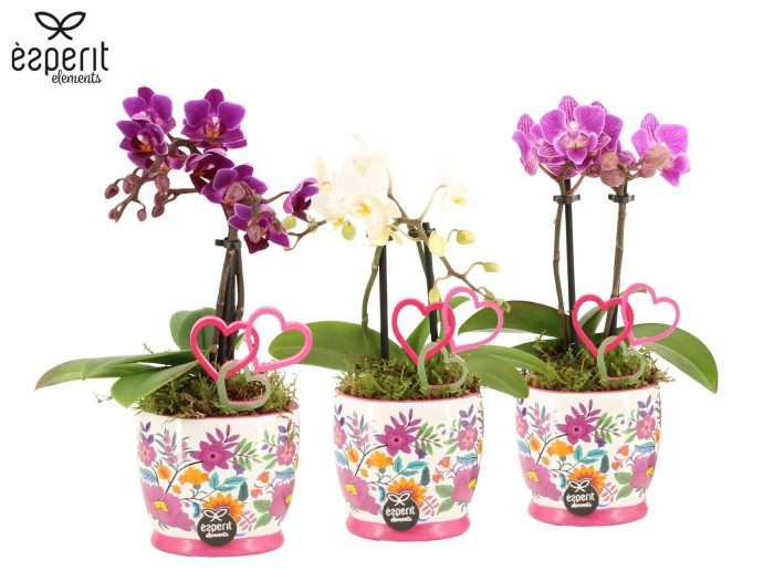 22109: Lovess arrangement, D 8