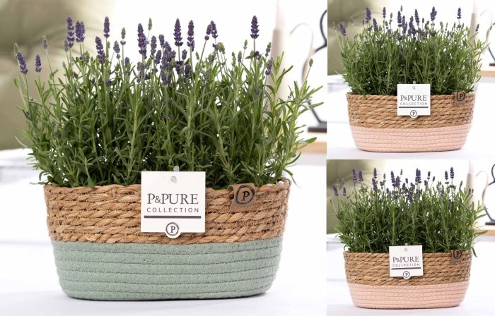 2x Lavandula Hidcote in P&PURE Fieldbasket 7, D 12