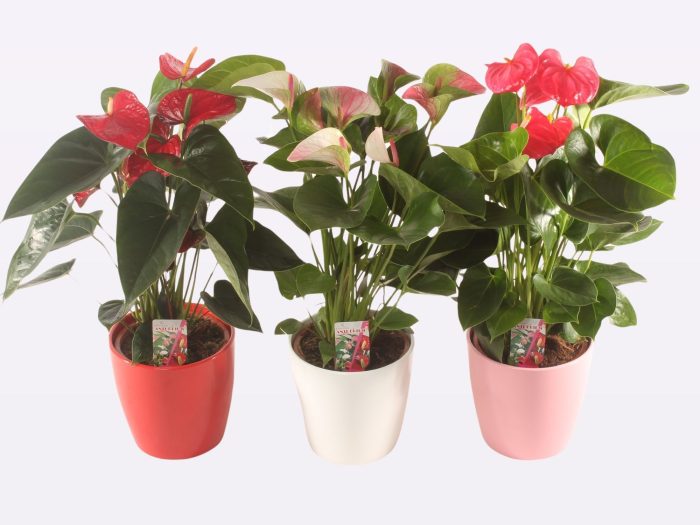 3 Kleuren Mix P17 Ceramic., D 17
