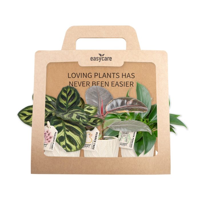 3-Pack Leaf Sand, Cites Free, D 7