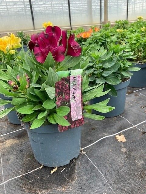 403 DM : POT 19 CM ALSTROEMERIA MIX KLEUREN, D 19