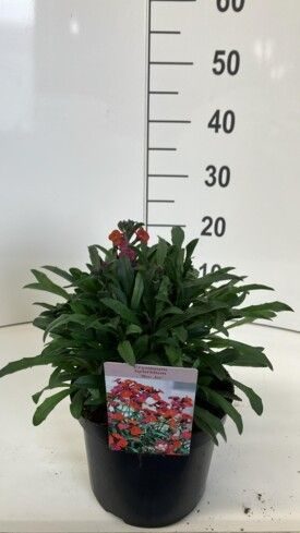 460 DVDS : POT 19 ERYSIMUM RED JEP, D 19