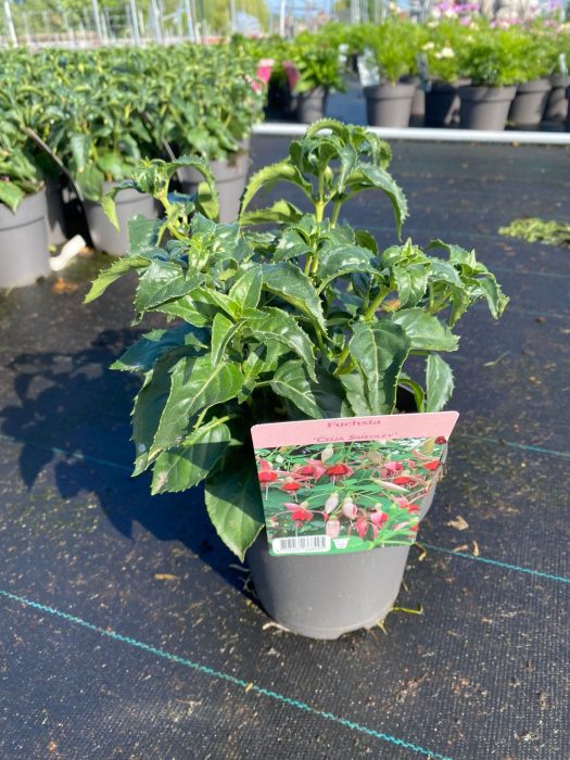 483 DVDS : Pot 19 cm Fuchsia Celia Smedley, D 19