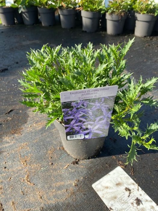 503 DVDS : POT 19 ISOTOMA LAURENTIA AXILLARIS STARSHINE BLUE, D 19