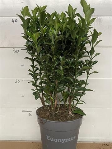 515 GEWA : Pot 13 Euonymus Green Spider, D 13