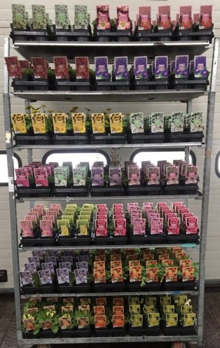 537 DVDS : Pot 13 cm Vaste Planten Mix soorten per kar, D 13