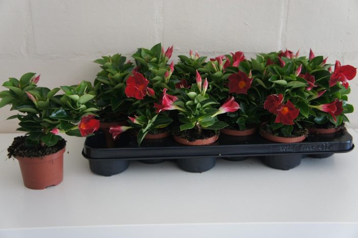 553 PLC : Pot 10 cm Mandevilla sp.overig dipladenia rood, D 10