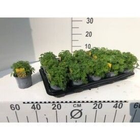 577 DVDS : Pot 10.5 cm BIDDENS yellow, D 10,5
