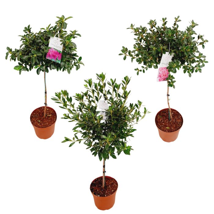 Azalea Japonica 55/P21 stam 'Mix', D 21