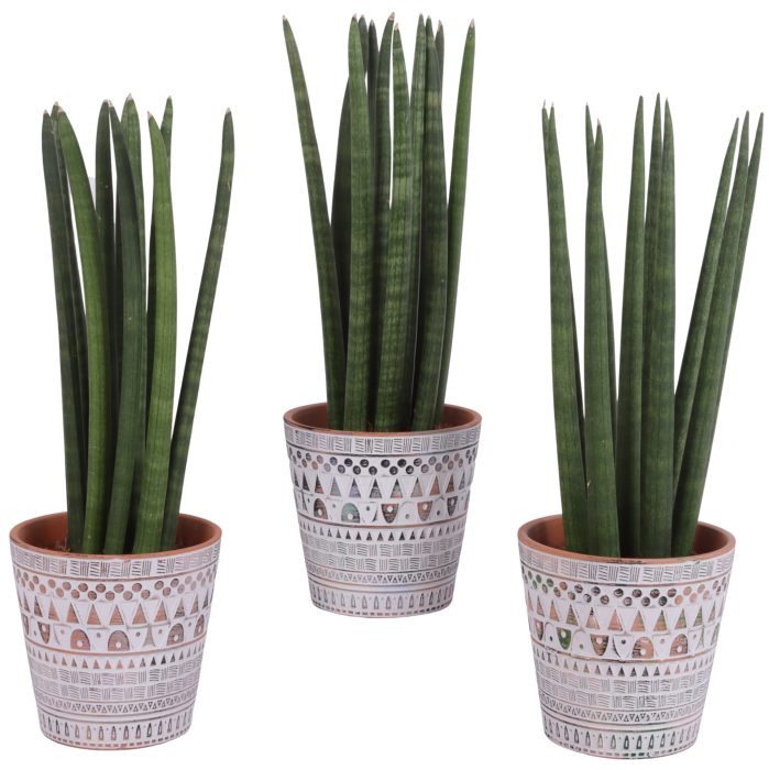 Sansevieria Cylindrica Straight 10 Leaf Ø14cm Ceramic Pot Inca, D 14