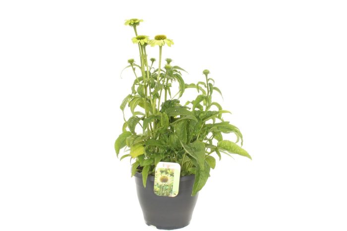 Echinacea purpurea Espinoso Green, D 23