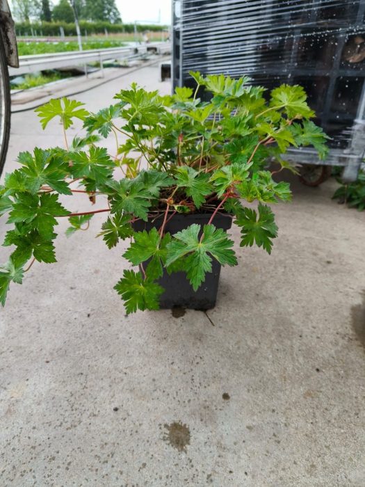 615 DVDS : Pot 23 cm Geranium Rozanne, D 23