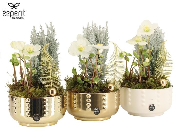 61883: X-mas arrangement, D 17